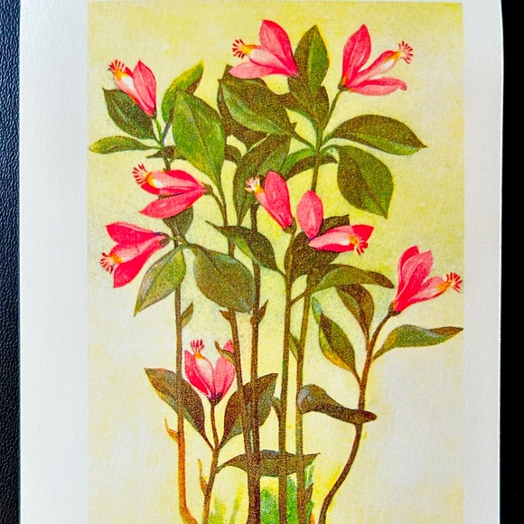 ‘Polygala pacifolia’ (Fringed Polygala) Antique Color Lithograph Print - Picture 2 of 5